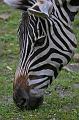Zoo Schmiding 034